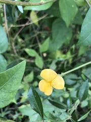Vigna luteola