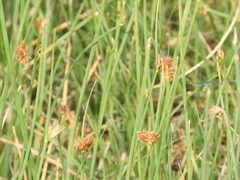 Schoenoplectus americanus