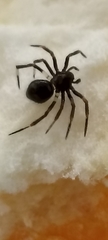 Euryopis episinoides