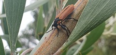 Rhinotia haemoptera