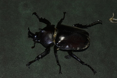 Trypoxylus dichotomus tsunobosonis