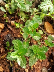 Mentha × piperita