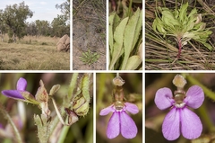 Stylidium pindanicum
