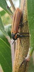 Rhinotia haemoptera