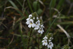 Euphrasia crassiuscula