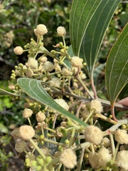 Acacia flavescens