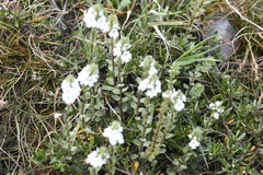 Euphrasia crassiuscula