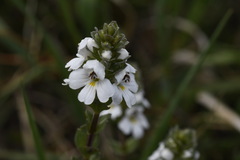 Euphrasia crassiuscula