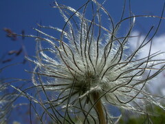 Pulsatilla halleri
