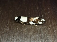 Monopis icterogastra