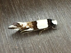 Monopis icterogastra