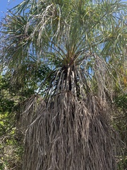 Livistona decora