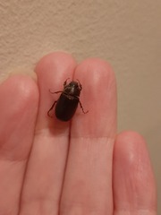 Acrossidius tasmaniae