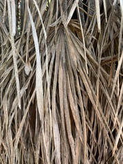 Livistona decora