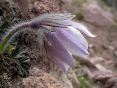 Pulsatilla vernalis