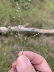 Eragrostis