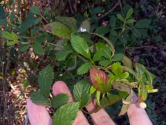 Rubus cuneifolius