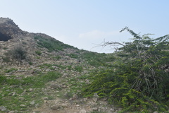 Hottentotta jayakari
