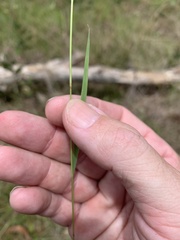 Eragrostis