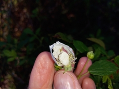 Rubus cuneifolius