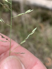 Eragrostis
