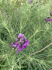 Vernonanthura nudiflora
