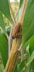Rhinotia haemoptera