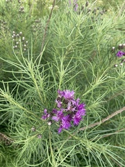 Vernonanthura nudiflora