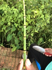 Equisetum