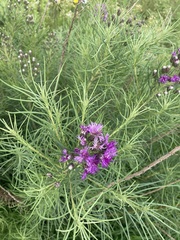 Vernonanthura nudiflora