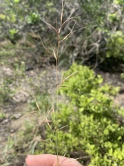 Aristida calycina