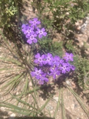 Glandularia aristigera
