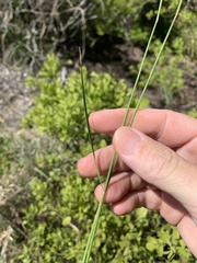 Aristida calycina