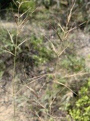 Aristida calycina