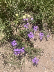 Glandularia aristigera