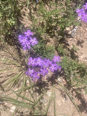 Glandularia aristigera