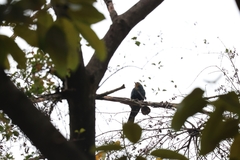 Eudynamys scolopaceus