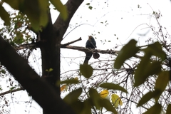 Eudynamys scolopaceus