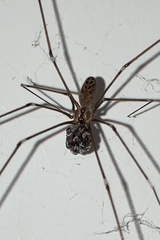 Smeringopus pallidus