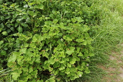 Pelargonium vitifolium