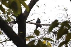 Eudynamys scolopaceus