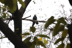 Eudynamys scolopaceus