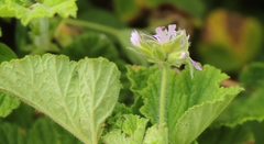 Pelargonium vitifolium