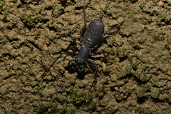 Typopeltis crucifer