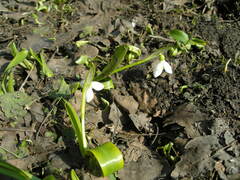 Galanthus woronowii