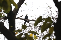 Eudynamys scolopaceus