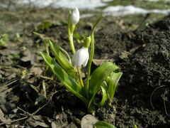 Galanthus woronowii