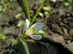 Galanthus woronowii