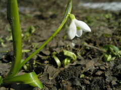 Galanthus woronowii