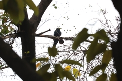 Eudynamys scolopaceus